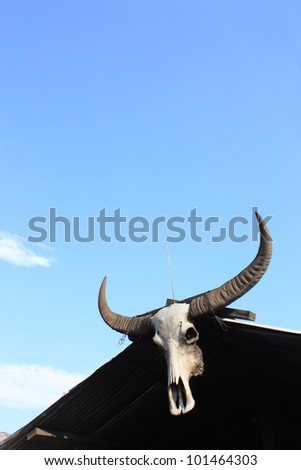 Buffalo skull, hanging at the top of the roof