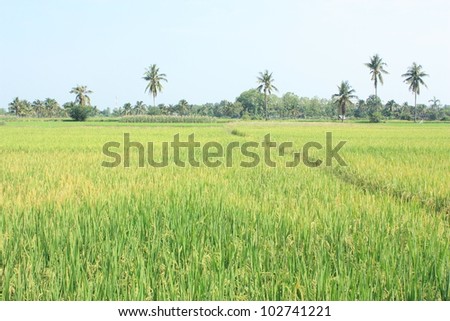 Rice field with coconut tree in cloudy day, Thailand