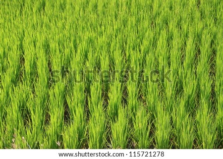 Closeup of green rice field in early stage