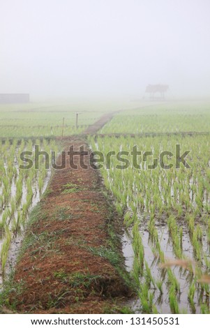 Early stage of rice field in the morning during winter, north of Thailand.