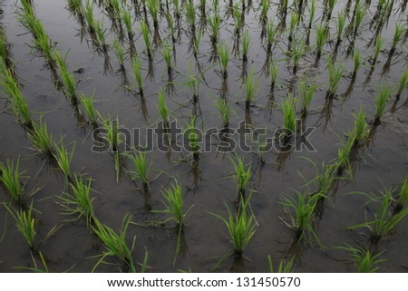 Early stage of rice field