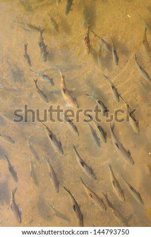 Top view of fish (mahseer barb) in clear water. taken in \