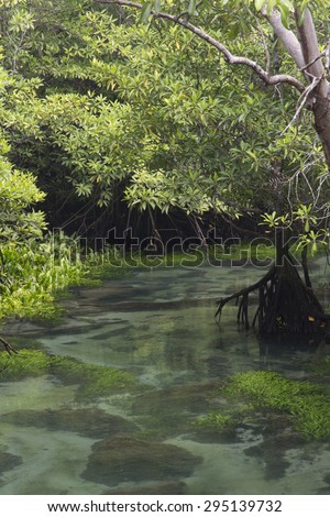 clean and clear stream in deep tropical forest, south of Thailand