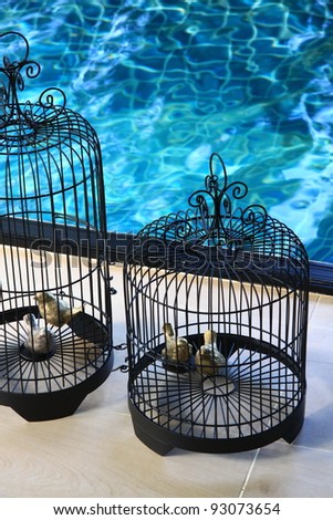 bird cage beside a swimming pool