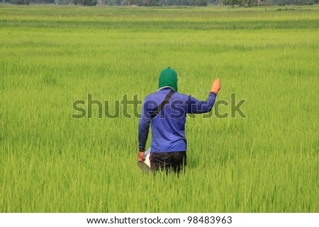 farmer, working on rice field - applying fertilizer