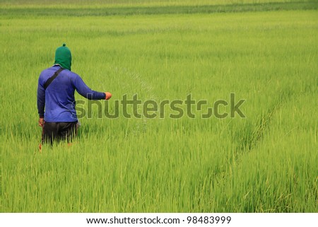 farmer, working on rice field - applying fertilizer