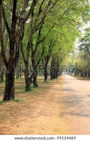 Beautiful road with tamarind trees in Sukhothai historical park, Thailand