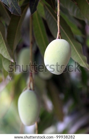 Mango tree with fruits