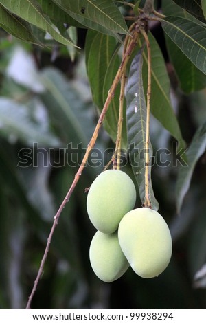 Mango tree with fruits