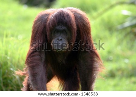 big male orang utan walking toward the camera