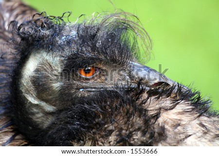 emu head close up