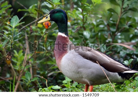 green head duck in the wild