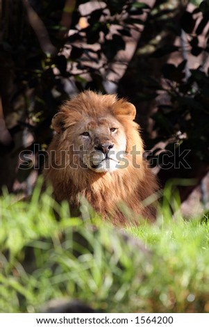 male lion standing proud