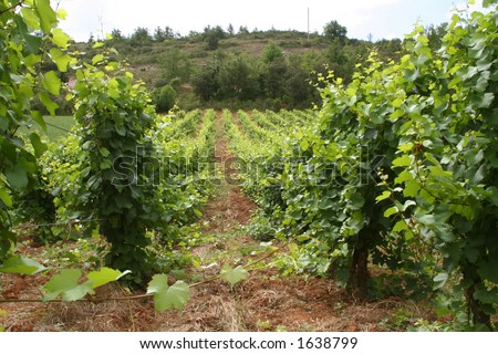 vineyard rows alignment in southern France