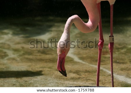 flamingo head and feet in the water