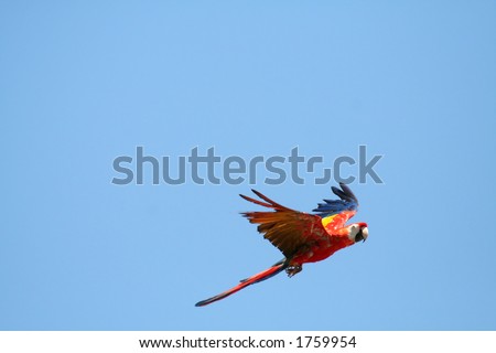 Scarlet Macaw parrot in flight,Ara macao