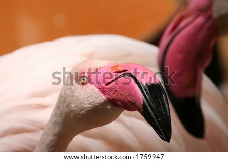 flamingo birds kissing each other