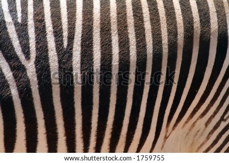 Zebra skin texture, color picture