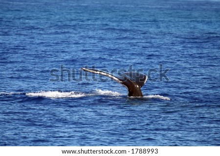 whale tail diving, from surface
