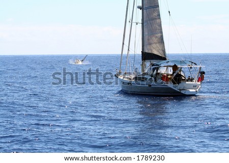 Sailboat watching whales on the ocean