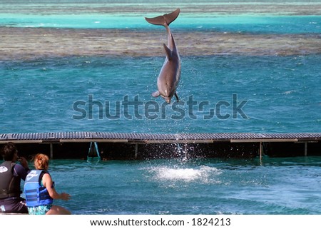 dolphin in the air, jumping out of the water