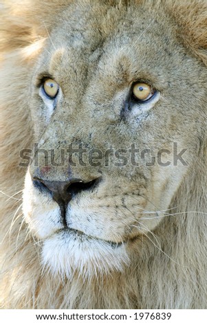 surprised male lion with eyes wide open