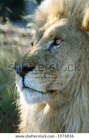 lion face , nose, mouth, ear