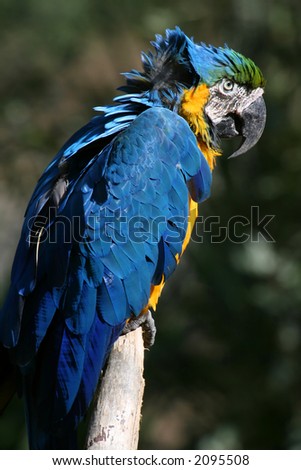 blue and yellow color parrot bird
