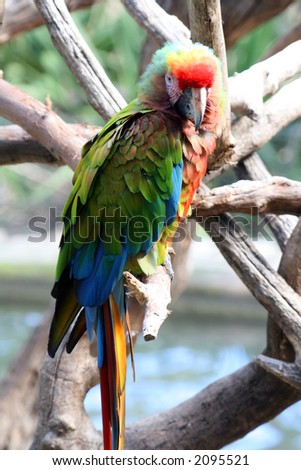 colorful parrot, red, blue and green