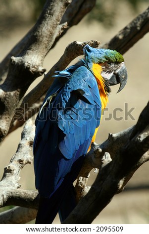 deep blue colored feathers parrot