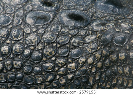 stock-photo-crocodile-back-skin-texture-2579155.jpg