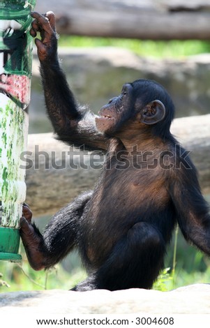 young chimpanzee monkey playing