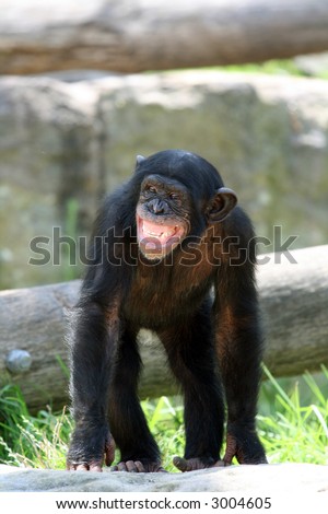 young male chimpanzee monkey standing