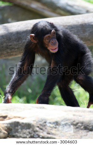 young male chimpanzee monkey walking