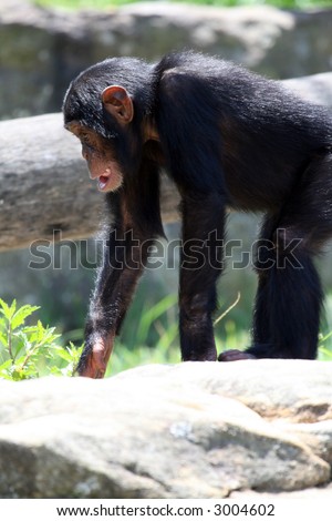 young chimpanzee walking around