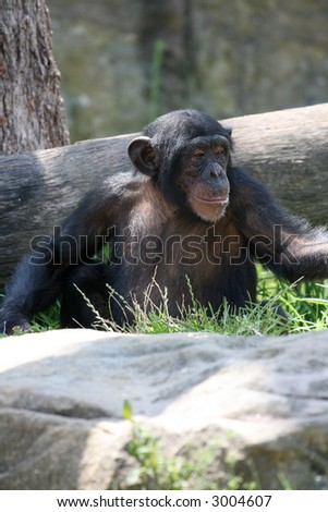 young chimpanzee in the forest