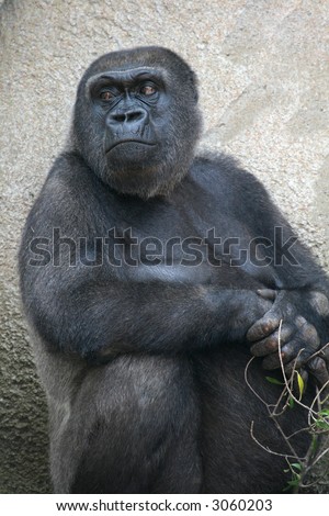 angry looking black male gorilla