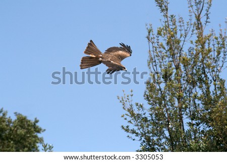 Falcon flying on tree background