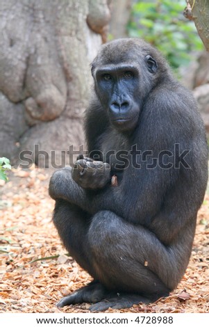 young gorilla monkey with hand closed in front of him