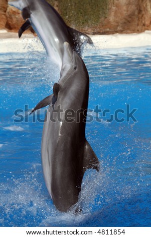 dolphin swirling out of the blue water