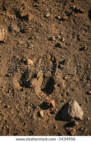 man foot step in a sand desert