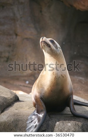seal standing on a rock