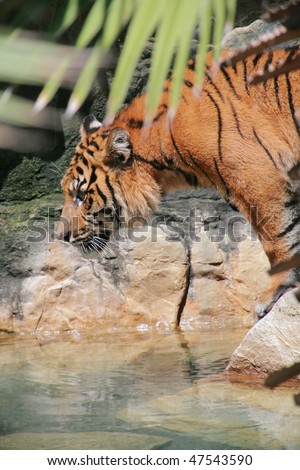 big tiger ready to jump over water