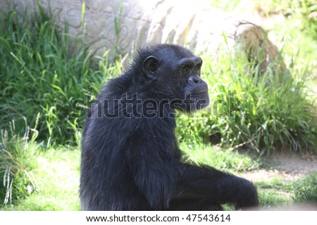 young chimpanzee seated in the grass