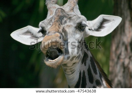 funny giraffe head mouth open