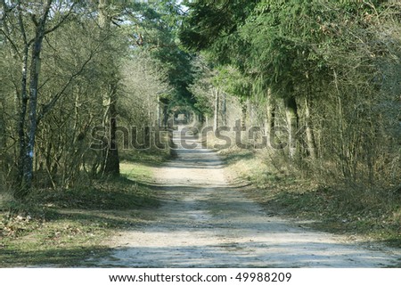 european forest track with gravel