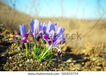 Spring time wallpaper: blue iris flowers in the field
