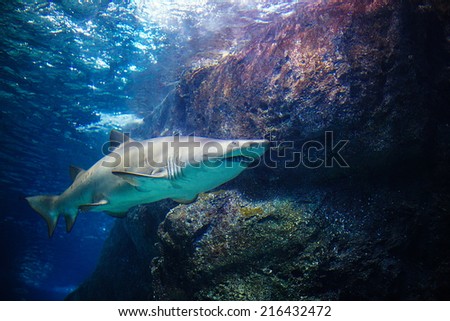 Great White Shark showing underside of the shark