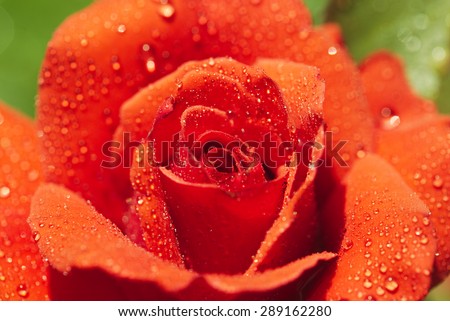 A close up macro shot of a red rose. Shiny tears and drops