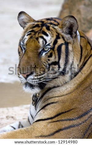 king of the jungle, big sumatran tiger held in captivity